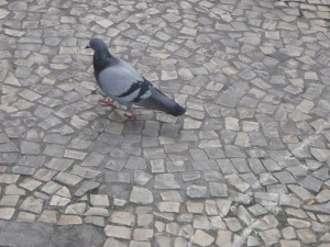 Portuguese Pigeon