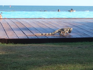 This iguana was definitely too cool for the pool.