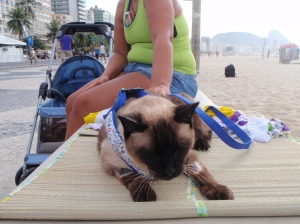 This cat WAS NOT happy - note its special stroller in  the background.
